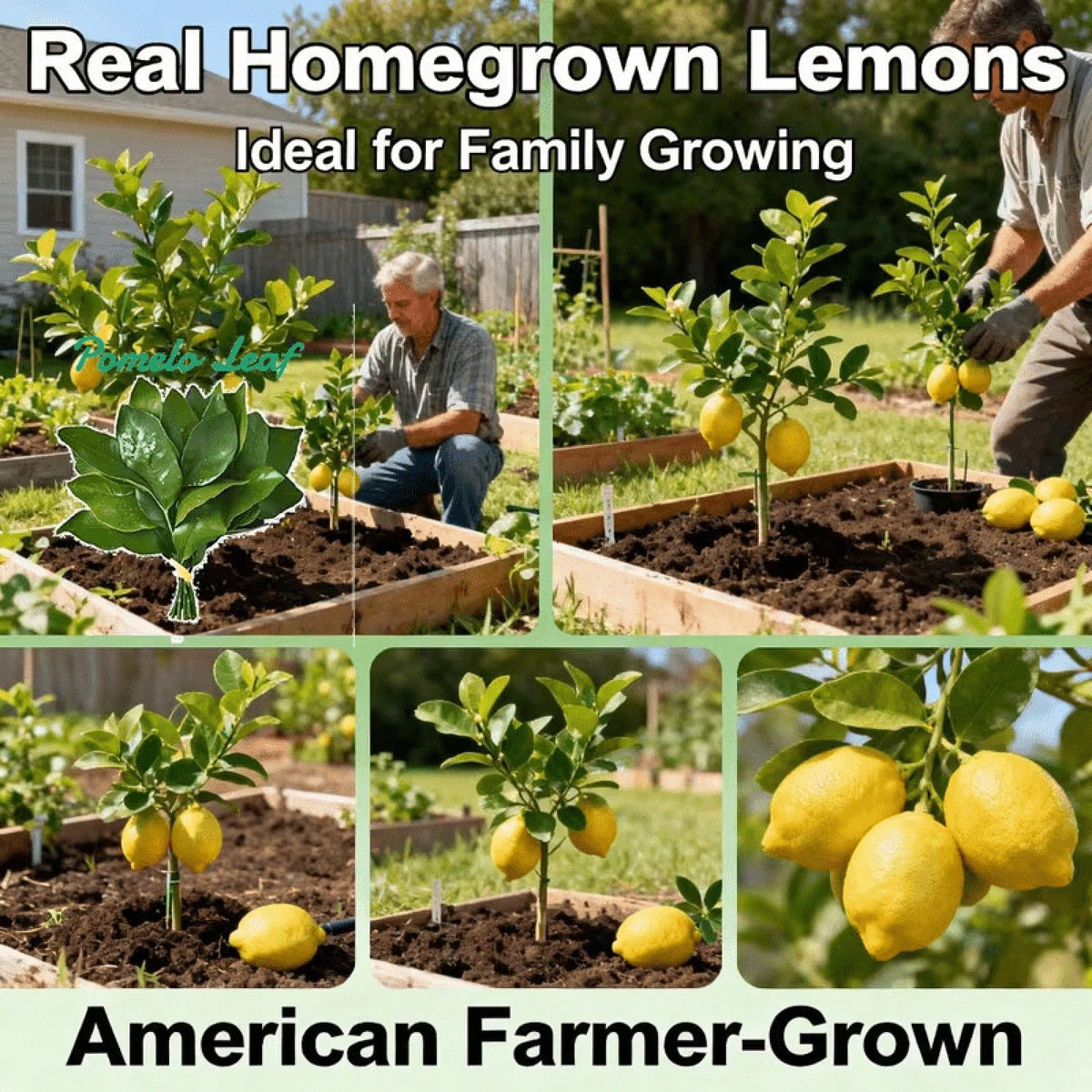 Dwarf Lemon Tree Fast Growth Stem