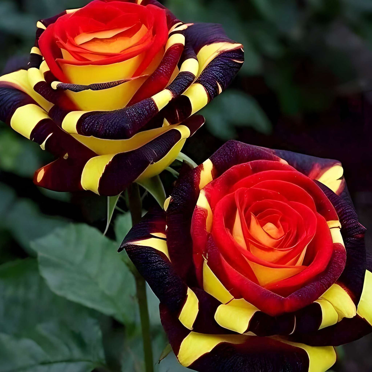 100 Pieces Firebird Rose Seed Set For Garden And Vibrant Flower Plants