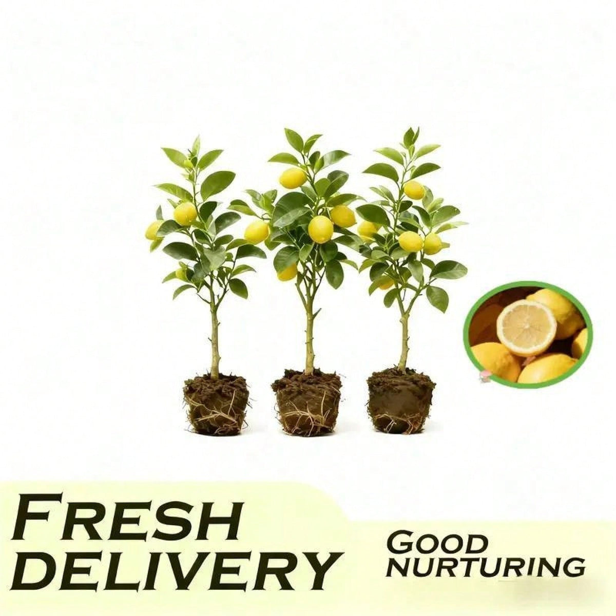 Dwarf Lemon Tree Fast Growth Stem