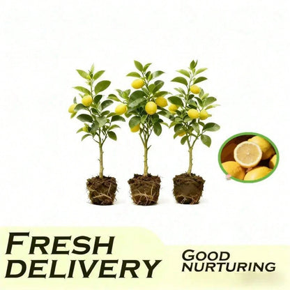 Dwarf Lemon Tree Fast Growth Stem