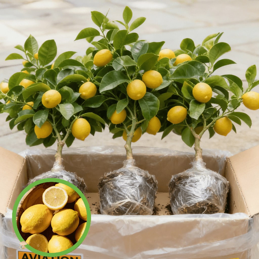 Dwarf Lemon Tree Fast Growth Stem