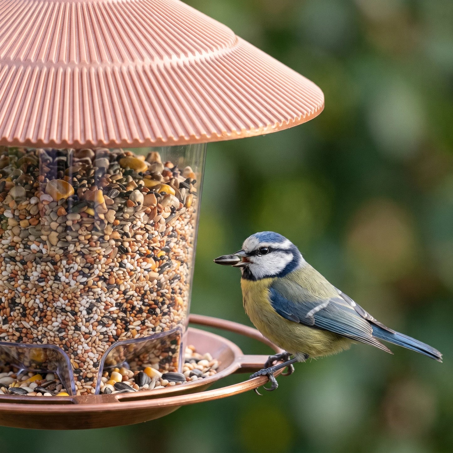 A bird on the feeder's perch ring