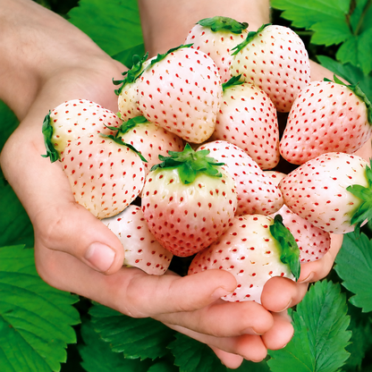 Peacock Flame Hosta Bulbs For Garden And Lawns