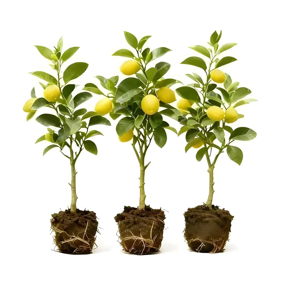 Dwarf Lemon Tree Fast Growth Stem