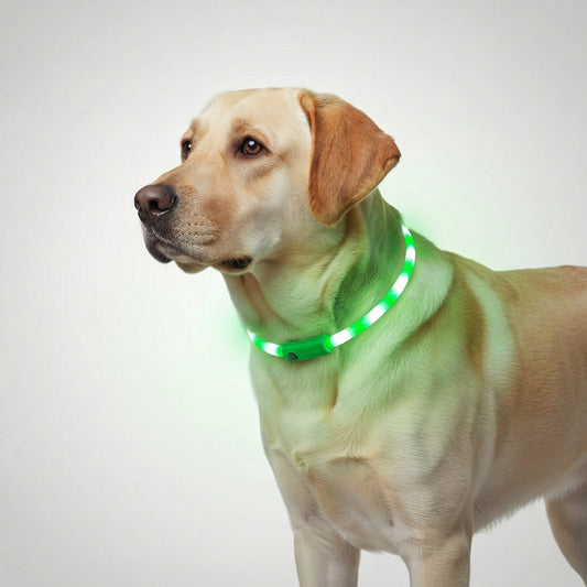 Dog wearing a green LED collar on a white background