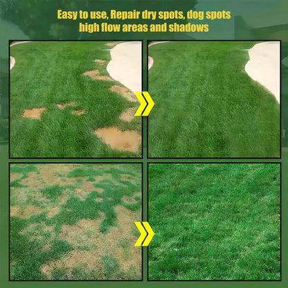 Evergreen Dwarf Grass Seeds For Dense Garden